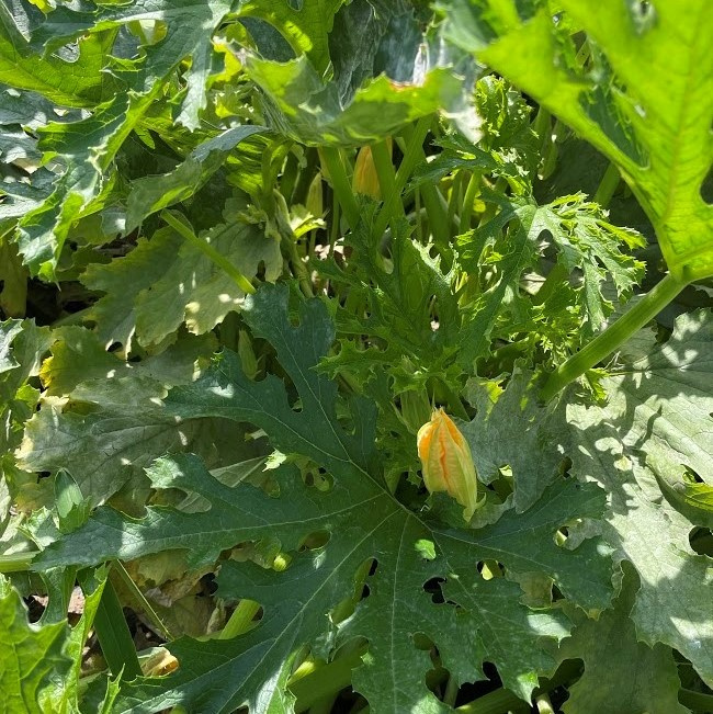 意外と知らない野菜の花や葉 スタッフブログ ナチュリエ姫路